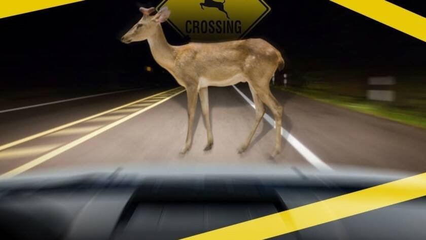 Deer standing at the edge of a Merrimack Valley road at dust